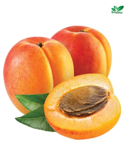 Apricot wholesale by TasnuvaeWorld company – fresh and dried apricots in bulk for export and commercial distribution