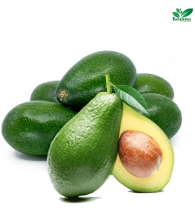 Avocado wholesale by TasnuvaeWorld company - fresh avocados in bulk supply