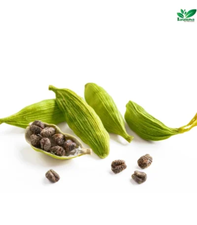 Cardamom wholesale by TasnuvaeWorld company – premium quality green cardamom pods in bulk for export and distribution