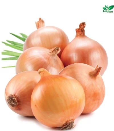 Onion wholesale by TasnuvaeWorld company – fresh red and white onions in bulk for export and wholesale distribution